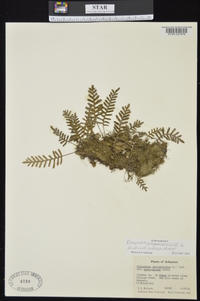 Pleopeltis polypodioides image