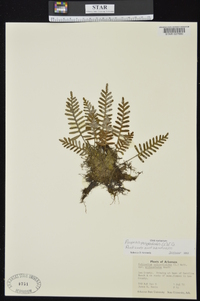 Pleopeltis polypodioides image