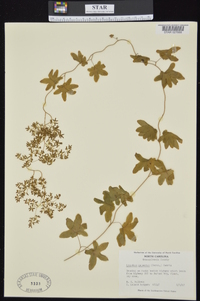 Lygodium palmatum image