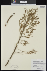 Juniperus virginiana var. virginiana image