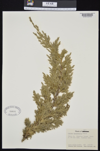 Juniperus horizontalis image