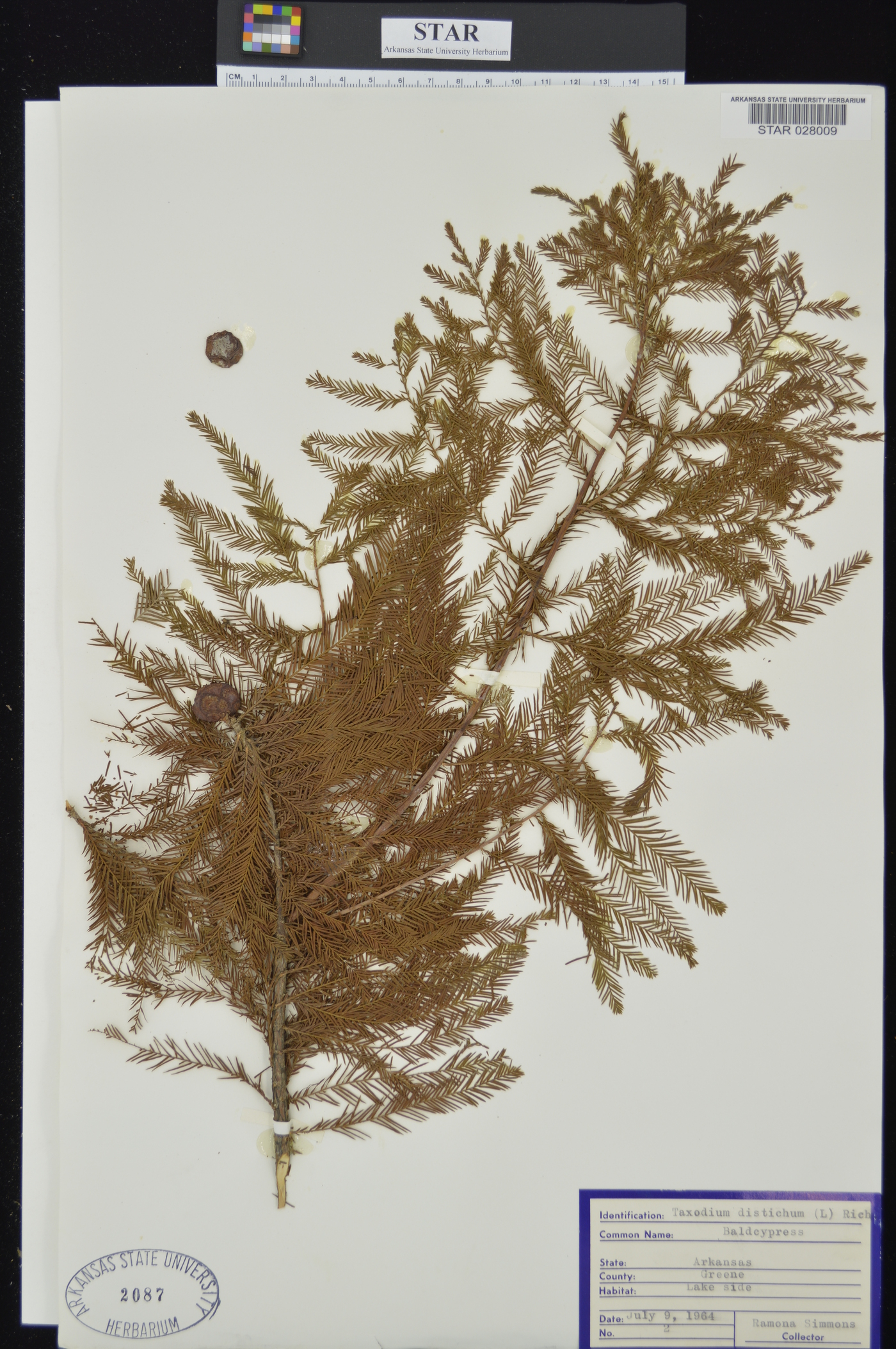 Taxodium distichum var. imbricarium image