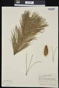 Pinus echinata image