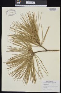 Pinus echinata image