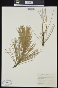 Pinus echinata image