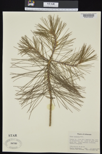 Pinus echinata image