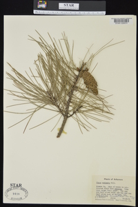 Pinus echinata image