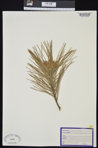 Pinus echinata image