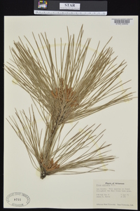 Pinus echinata image