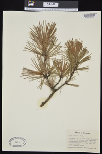 Pinus echinata image