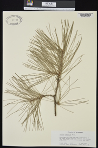 Pinus echinata image