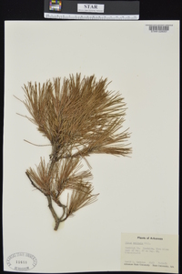 Pinus echinata image