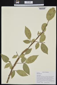 Ulmus alata image