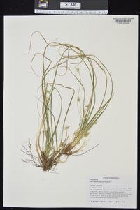 Carex nigromarginata image