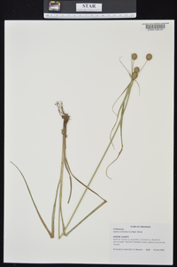 Cyperus echinatus image