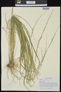 Chasmanthium laxum image
