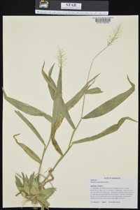 Dichanthelium polyanthes image