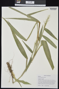 Dichanthelium polyanthes image