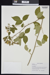 Rosa setigera image