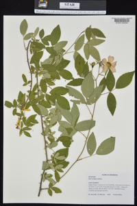 Rosa setigera image