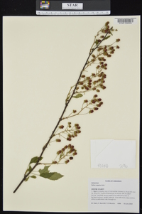 Rubus argutus image