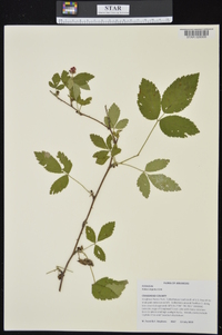 Rubus argutus image