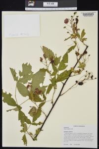 Rubus argutus image