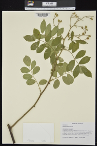 Rosa multiflora image