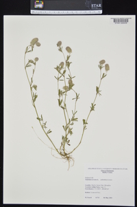 Trifolium arvense image