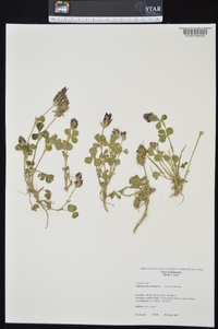 Trifolium incarnatum image