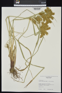 Cyperus erythrorhizos image