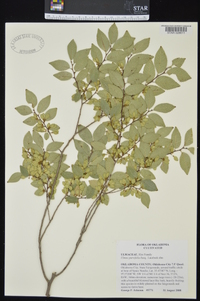 Ulmus parvifolia image