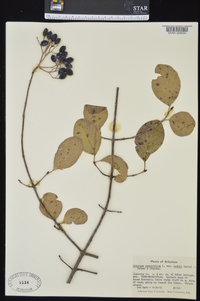 Viburnum prunifolium var. bushii image