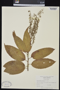 Oxydendrum arboreum image