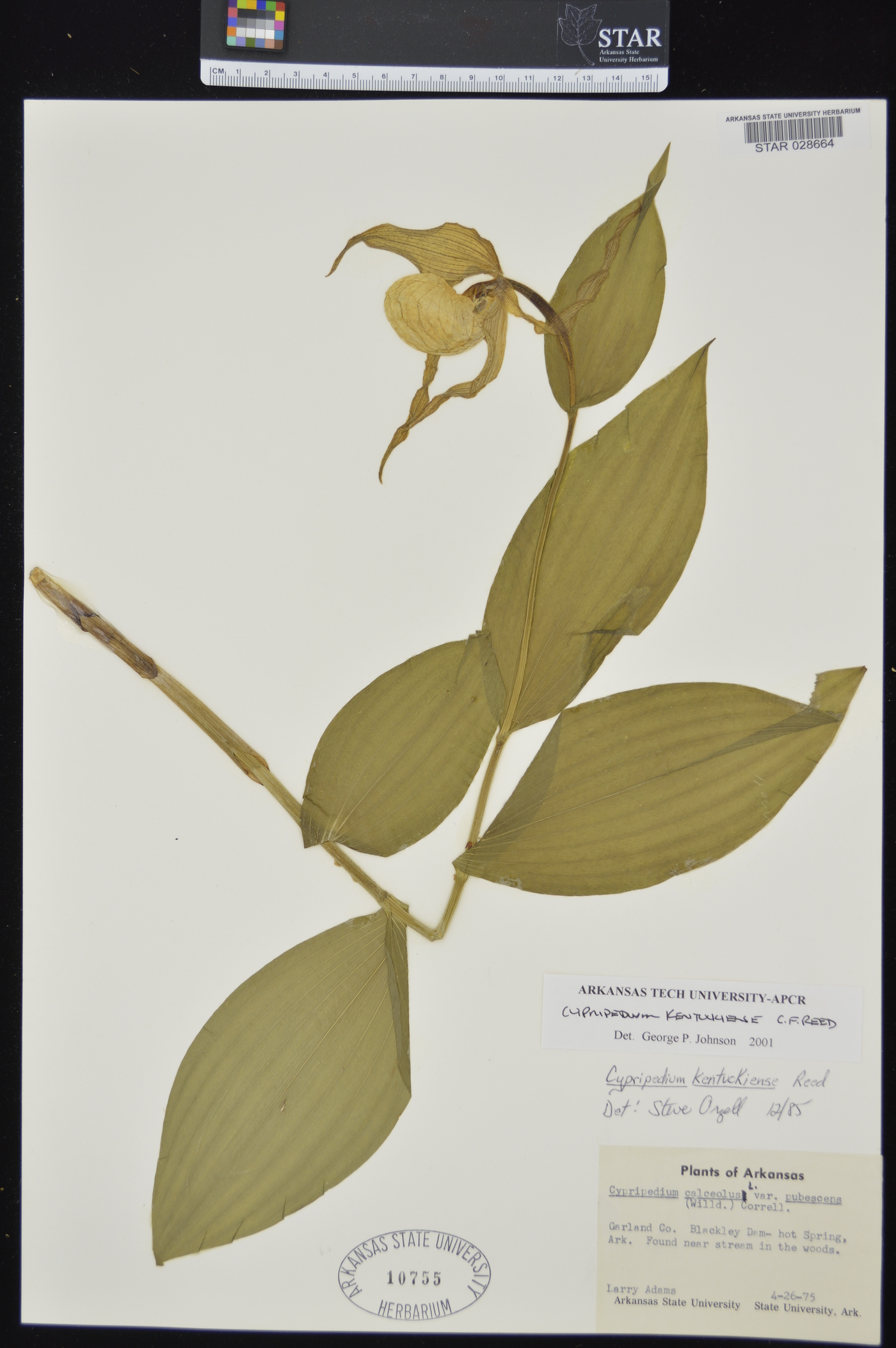Cypripedium kentuckiense image