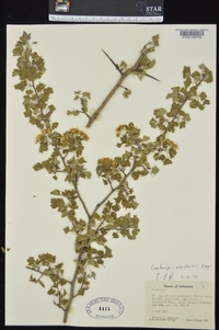 Crataegus marshallii image