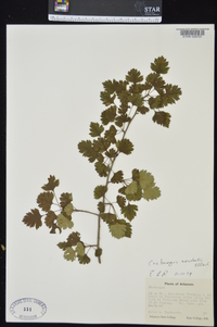 Crataegus marshallii image