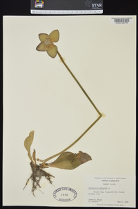 Sarracenia purpurea image