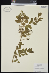 Ligustrum sinense image