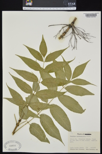 Fraxinus quadrangulata image