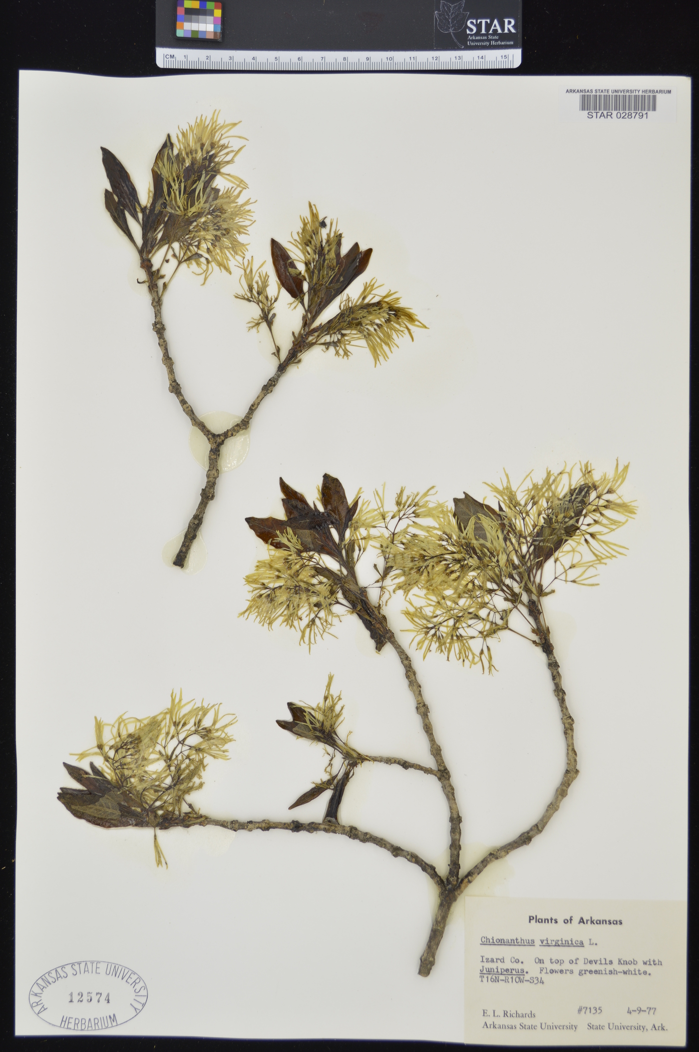Chionanthus virginica image