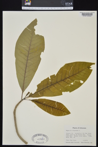 Magnolia tripetala image