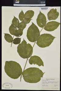 Aralia spinosa image