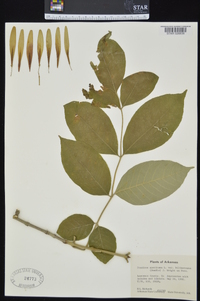 Fraxinus americana var. biltmoreana image