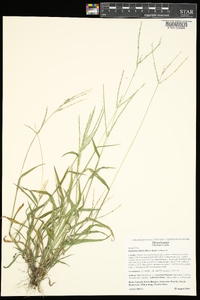 Digitaria ciliaris image