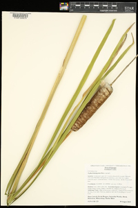 Typha domingensis image