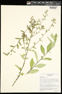 Sida rhombifolia image