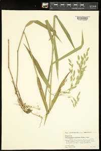 Chasmanthium latifolium image