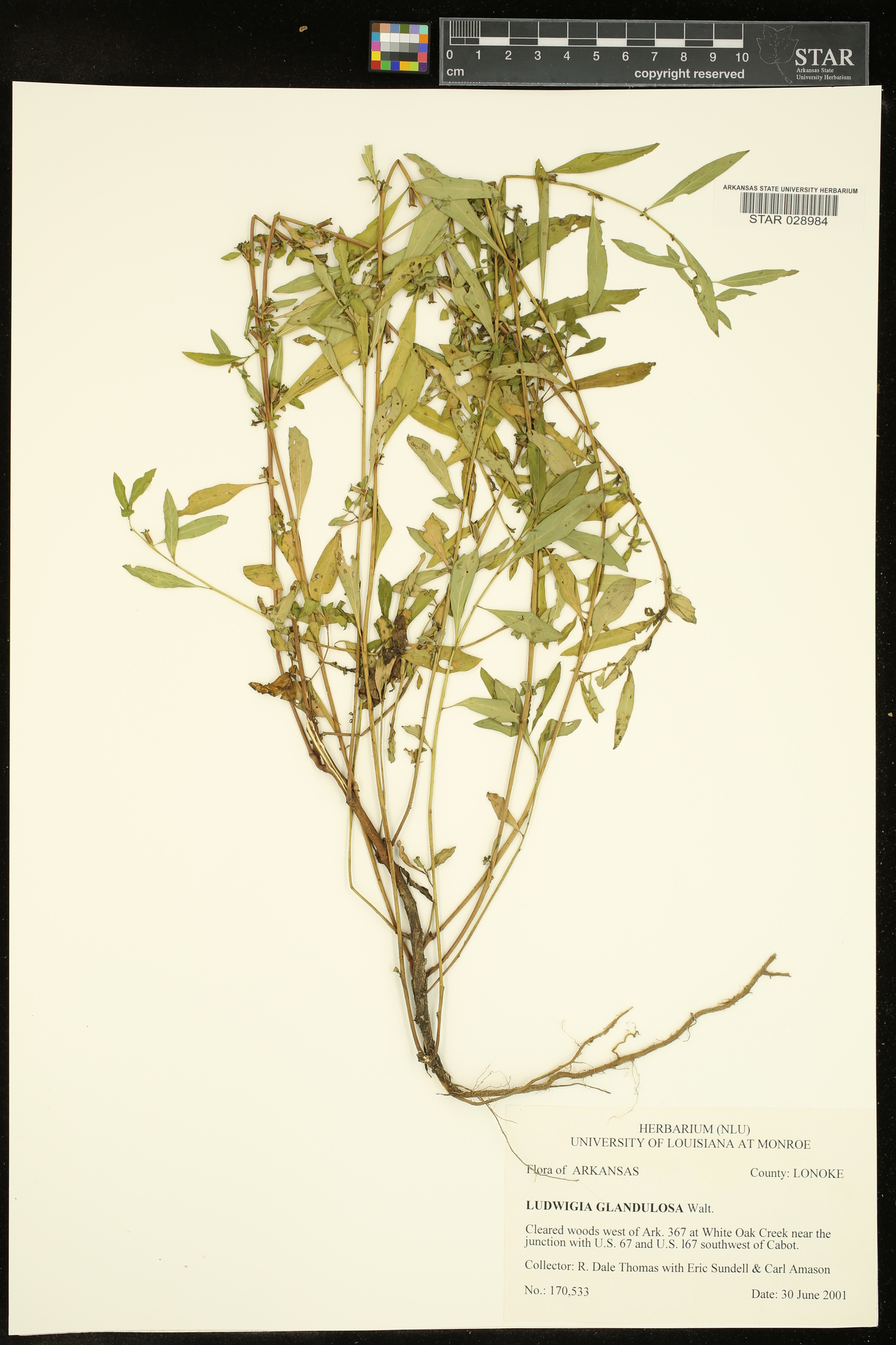 Ludwigia glandulosa image
