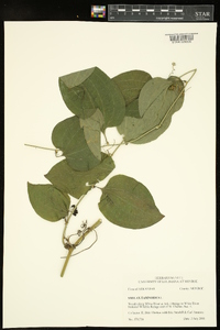 Smilax tamnoides image